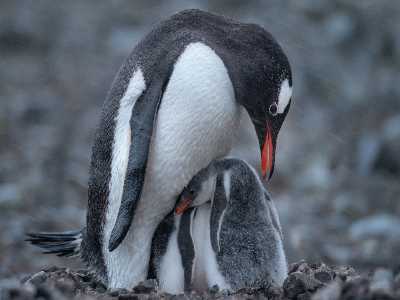 第十二次产检（37周）